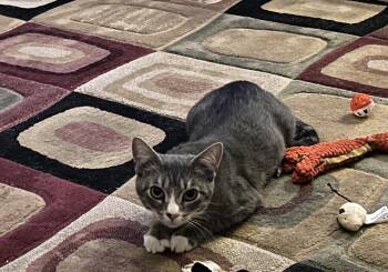 Baby Gray -  Domestic Short Hair Cat for Adoption in Moorestown, New Jersey - Baby Gray | PetCurious