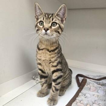 Finale -  Domestic Short Hair Cat for Adoption in Champaign, Illinois - Finale | PetCurious
