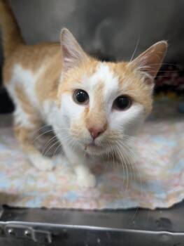 Domestic Short Hair Cats Available for Adoption - Freddy | PetCurious