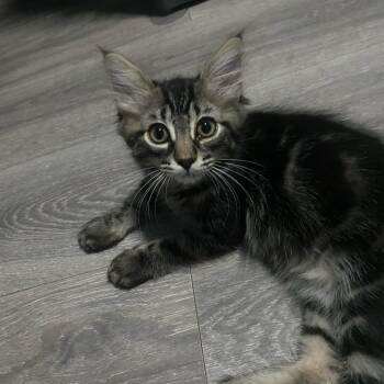 Bush Baby -  Domestic Long Hair Cat for Adoption in Ephrata, Washington - Bush Baby | PetCurious
