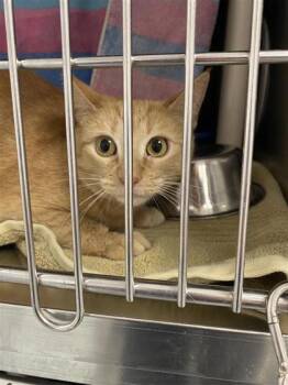 Rescue Domestic Short Hair Cats for Adoption in Montreal, Quebec - Princesse | PetCurious