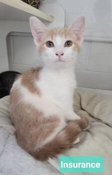 Insurance -  Domestic Short Hair Cat for Adoption in Richmond, Indiana - Insurance | PetCurious