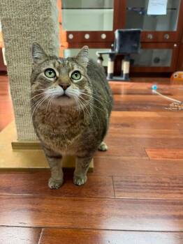 Domestic Short Hair Cats Available for Adoption - Serenity | PetCurious