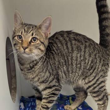 Christopher -  Domestic Short Hair Cat for Adoption in Jeffersonville, Indiana - Christopher | PetCurious