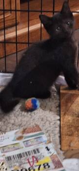 Rescue Domestic Short Hair Cats for Adoption in Adrian, Michigan - Indira | PetCurious