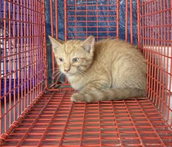 Rescue Domestic Short Hair Cats for Adoption in Dallas, Texas - PUMPKIN | PetCurious