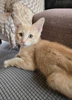 Mimosa -  Domestic Short Hair Cat for Adoption in Lincoln, Nebraska - Mimosa | PetCurious