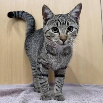 Mari-Etta -  Domestic Medium Hair Cat for Adoption in Brentwood, Missouri - Mari-Etta | PetCurious