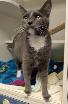 Rescue Domestic Short Hair Cats for Adoption in Bellingham, Washington - Lilly | PetCurious