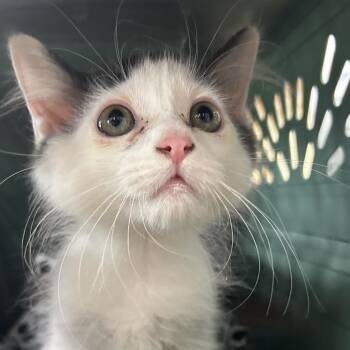 stitch -  Domestic Long Hair Cat for Adoption in Valdosta, Georgia - Stitch | PetCurious