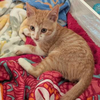 Domestic Short Hair Cats Available for Adoption in Vacaville, California - Clementine | PetCurious
