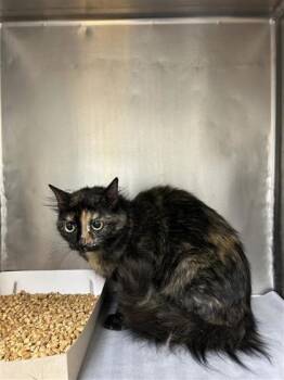 Gemini -  Domestic Long Hair Cat for Adoption in El Paso, Texas - Gemini | PetCurious