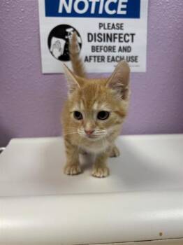 61277322 -  Domestic Short Hair Cat for Adoption in El Paso, Texas - 61277322 | PetCurious