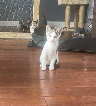 Rescue Domestic Short Hair Cats for Adoption in Absecon, New Jersey - Patches | PetCurious