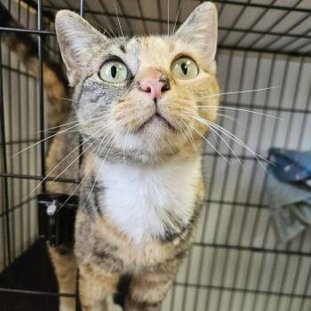 Domestic Short Hair Cats Available for Adoption in Candler, North Carolina - Azure | PetCurious