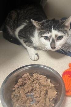 Tappy -  Domestic Short Hair Cat for Adoption in East Brookfield, Massachusetts - Tappy | PetCurious