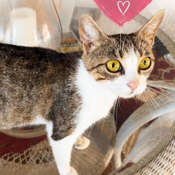 Queenie -  Domestic Short Hair Cat for Adoption in Houston, Texas - Queenie | PetCurious
