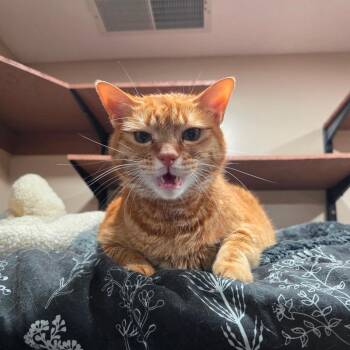0722-70 Ron/ BCAS Toulouse -  Domestic Short Hair Cat for Adoption in Abingdon, Maryland - 0722-70 Ron/ BCAS Toulouse | PetCurious