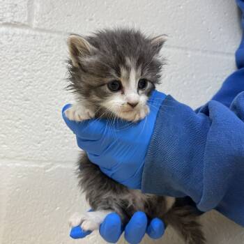 Rescue Domestic Medium Hair Cats for Adoption in Lyndhurst, Virginia - SVAS-Stray-37880 | PetCurious