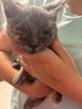 Cosco -  Domestic Short Hair Cat for Adoption in Morgantown, Kentucky - Cosco | PetCurious
