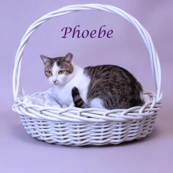 Domestic Short Hair Cats Available for Adoption in Lebanon, Tennessee - Phoebe C26-149 | PetCurious