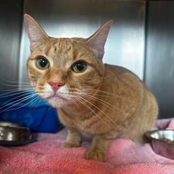 Clementine -  Manx Cat for Adoption in Bristol, Indiana - Clementine | PetCurious