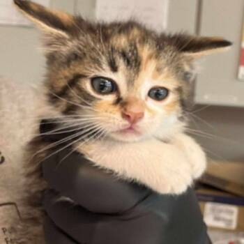 Rescue Domestic Short Hair Cats for Adoption in Huntington, West Virginia - Shroom | PetCurious