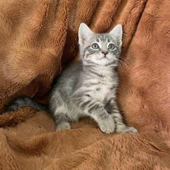 Gusta -  Domestic Short Hair Cat for Adoption in Tucson, Arizona - Gusta | PetCurious