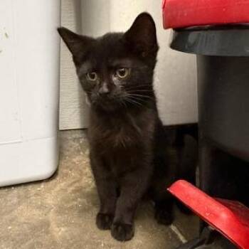 Cara -  Domestic Short Hair Cat for Adoption in Falls Church, Virginia - Cara | PetCurious