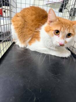 Helicopter -  Domestic Long Hair Cat for Adoption in Lincoln, California - Helicopter | PetCurious