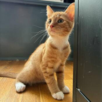 Stanley -  Domestic Short Hair Cat for Adoption in Stokesdale, North Carolina - Stanley | PetCurious