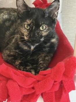 Annabella -  Domestic Short Hair Cat for Adoption in Salem, New Hampshire - Annabella | PetCurious