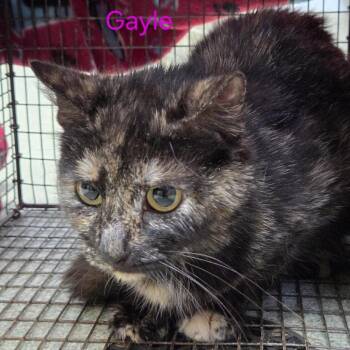 Gayle -  Domestic Short Hair Cat for Adoption in Windsor, Virginia - Gayle | PetCurious