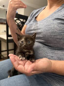 Domestic Short Hair Cats Available for Adoption in Camden, South Carolina - Cattylac (Available For Pre-adoption) | PetCurious