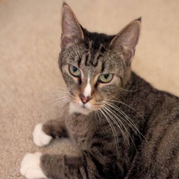 Finnea -  Domestic Short Hair Cat for Adoption in Candler, North Carolina - Finnea | PetCurious