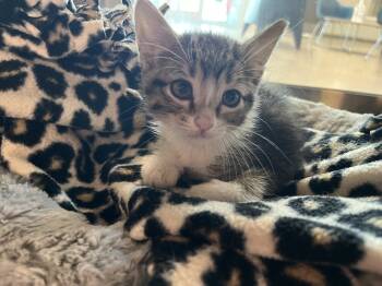 Rescue Domestic Short Hair Cats for Adoption in Wellington, Kansas - Donna Jean | PetCurious