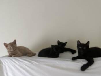 Wizard -  Domestic Short Hair Cat for Adoption in Atlanta, Georgia - Wizard | PetCurious