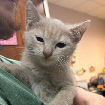 Powerade 1040 -  Domestic Short Hair Cat for Adoption in Columbus, Georgia - Powerade 1040 | PetCurious