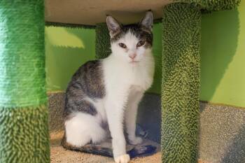 Domestic Short Hair Cats Available for Adoption in Chicago, Illinois - Alena | PetCurious