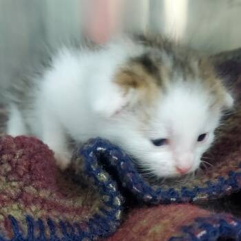 Button -  Domestic Short Hair Cat for Adoption in Chattanooga, Tennessee - Button | PetCurious