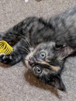 Rescue Tortoiseshell Cats for Adoption in London, Ontario - Marbles 14 Wks | PetCurious