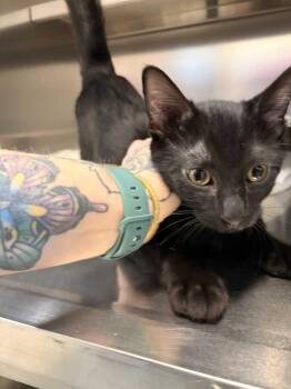 Reggie -  Domestic Short Hair Cat for Adoption in Saint Charles, Missouri - Reggie | PetCurious