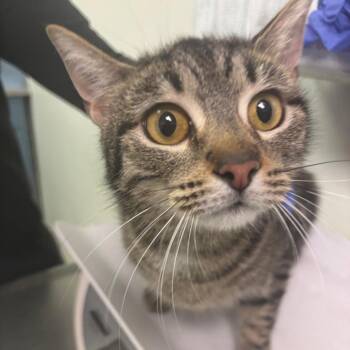 Domestic Medium Hair Cats Available for Adoption in Charleston, West Virginia - Dairy Milk | PetCurious