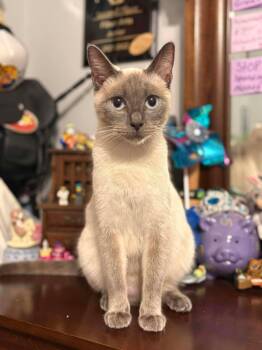 Siamese Cats Available for Adoption - Rapenzel | PetCurious