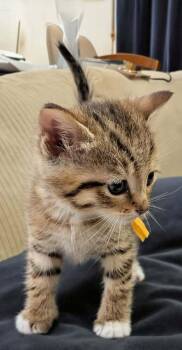 Domestic Short Hair Cats Available for Adoption in Virginia Beach, Virginia - Ethyl | PetCurious