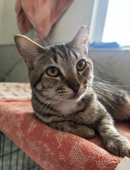Louie Linguini -  Domestic Short Hair Cat for Adoption in Chandler, Arizona - Louie Linguini | PetCurious