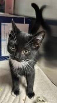Surge -  Domestic Short Hair Cat for Adoption in West Chester, Pennsylvania - Surge | PetCurious