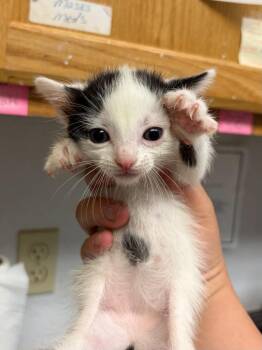 FiFi -  Domestic Short Hair Cat for Adoption in Lockhart, Texas - FiFi | PetCurious
