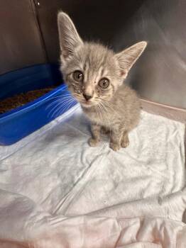 Lyra -  Domestic Short Hair Cat for Adoption in Plymouth, Connecticut - Lyra | PetCurious