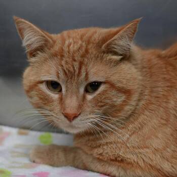 Domestic Short Hair Cats Available for Adoption in Ottawa, Kansas - Fanta | PetCurious